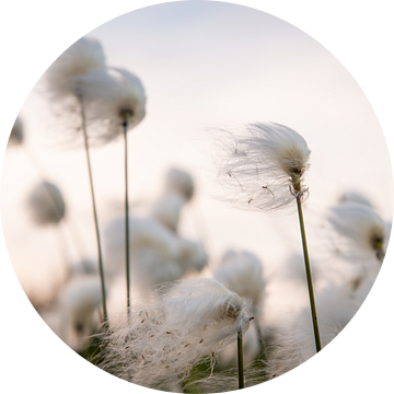 Met de wind mee 2 van Ellis Peeters