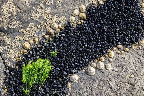 Seafood by Rick Keus