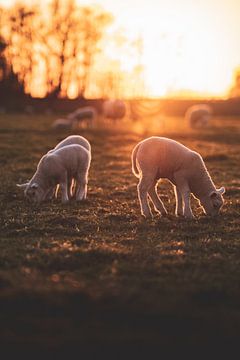 Lambs in Zwolle by S van Wezep