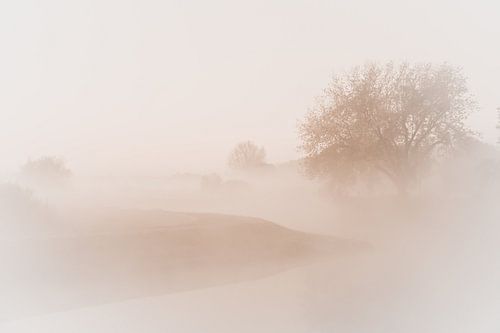 Bossche Broek in the mist I