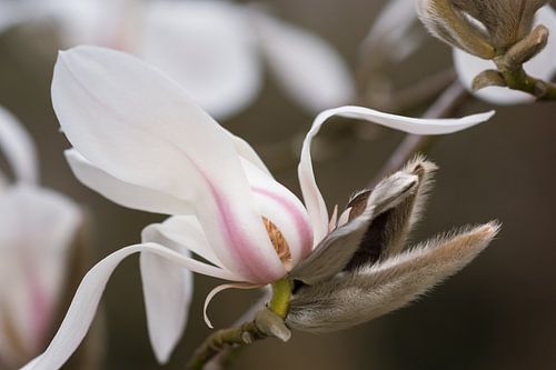 Magnolia bloem