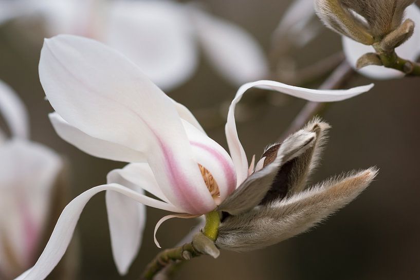 Magnolia bloem von André Scherpenberg