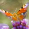 La beauté colorée du papillon paon sur Arjan van de Logt