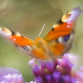 Kleurenpracht van de dagpauwoog vlinder van Arjan van de Logt