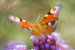 La beauté colorée du papillon paon sur Arjan van de Logt