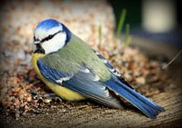 Mésange bleue