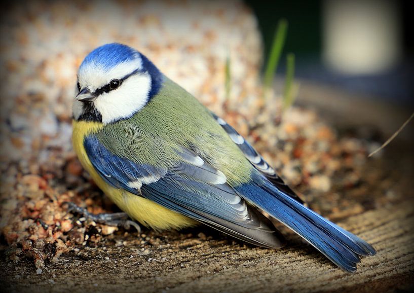 Blaumeise von Wessel Breunissen