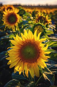 Sonnenblumenfeld
