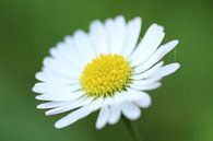 Ein Gänseblümchen in unserem Garten von nele huyck Miniaturansicht