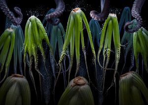 Apium graveolens (Staudensellerie)