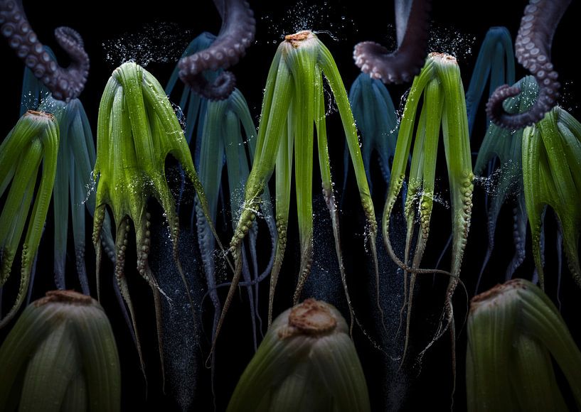 Apium graveolens (Staudensellerie) von Olaf Bruhn