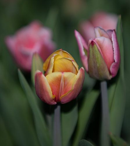 Dutch Tullips 