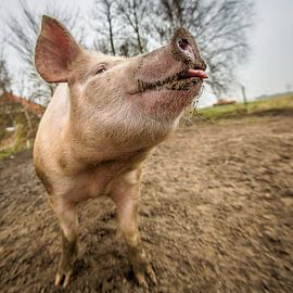 EKO free-range pig #12 by Michiel Leegerstee