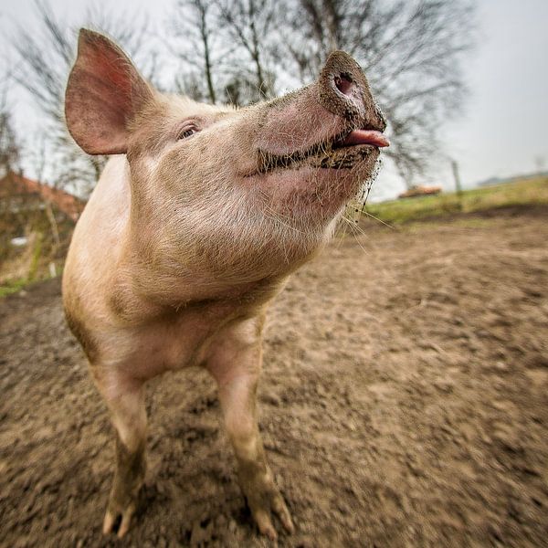 Porc fermier EKO #12 par Michiel Leegerstee