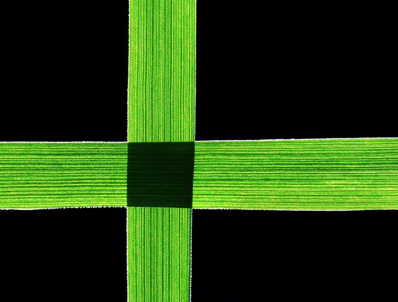 Grass-Art (Grass blades with shade on black) by Caroline Lichthart