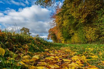 Schöne Herbstfarben in Südlimburg von John Kreukniet