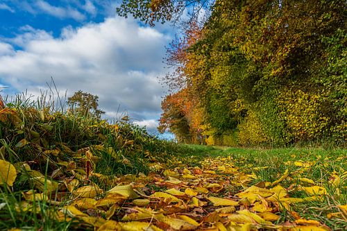 Belles couleurs d'automne dans le sud du Limbourg
