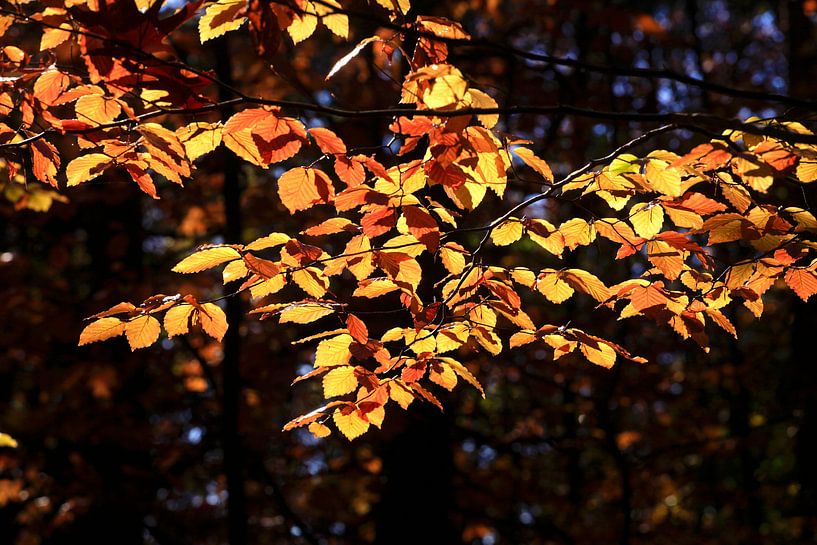Beech by Thomas Jäger