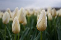 Witte tulpenzee met regendruppels
