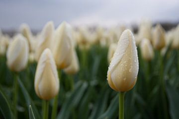 Witte tulpenzee met regendruppels van Monique Hassink