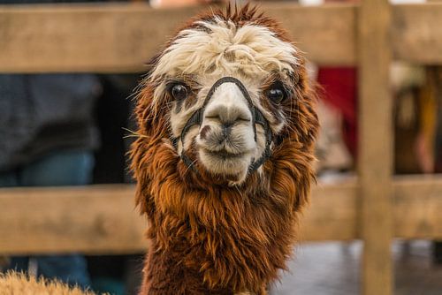 Braunes Alpaka
