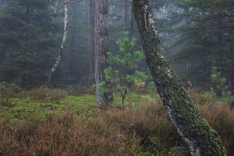 Sloping birch tree by Ate de Vries