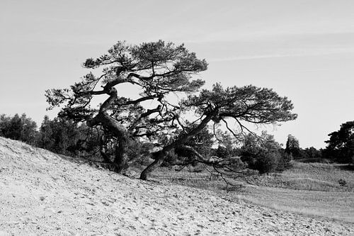 Grove den aan de rand van een zandverstuiving in zwart-wit