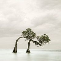 Dancing trees Sumba
