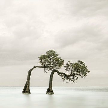 Dansende bomen Sumba van Ton van den Boogaard