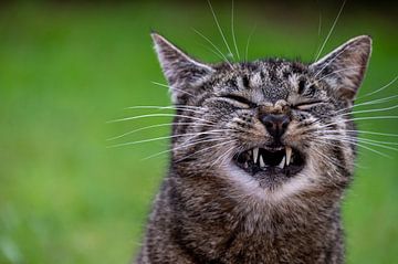 Lachende kat
