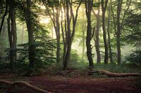 The Magic Forest