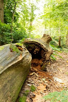Hollow log in the forest