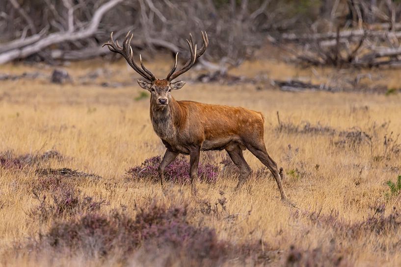 Red deer on the Hoge Veluwe, Netherlands by Gert Hilbink