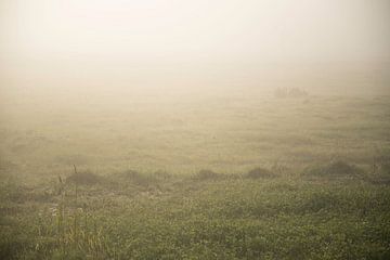 Grasveld in de mist
