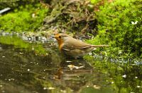 Roodborst