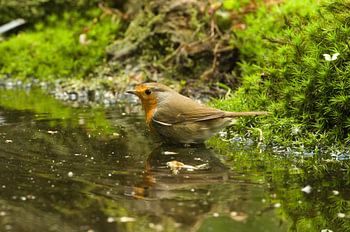 Roodborst