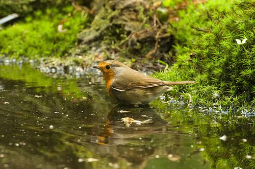 Roodborst von Ton van Weenen