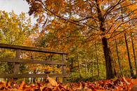 Herfst in het park van Masselink Portfolio thumbnail