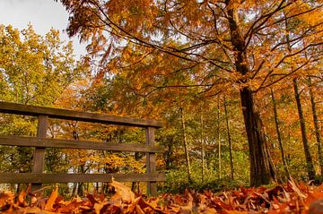 L'automne dans le parc