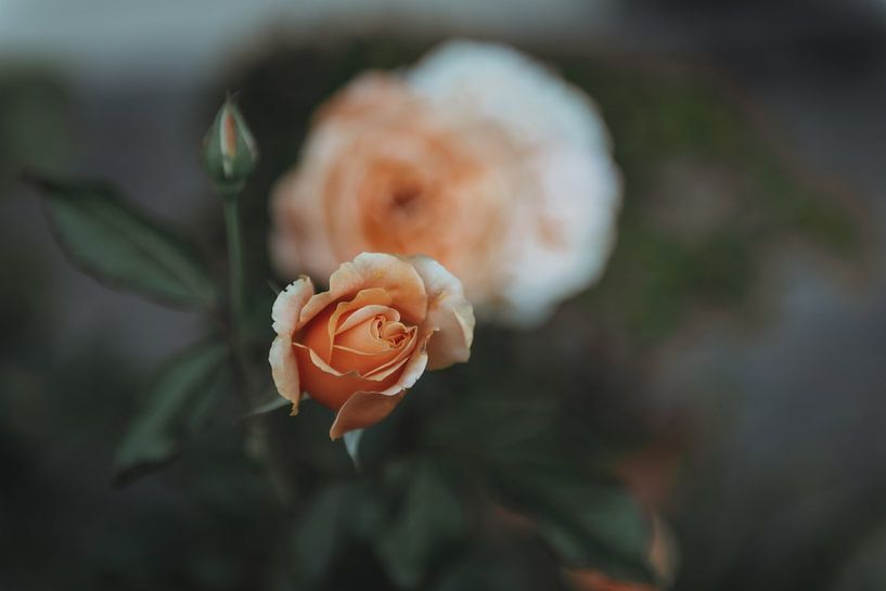 Pastel Coloured Roses | Travel Photography Fine Art Photo Print | Greece, Europe by Sanne Dost