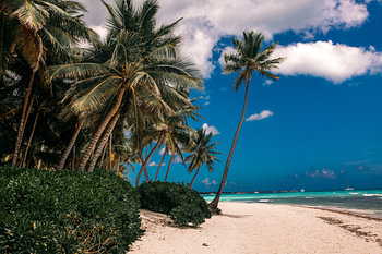 Une île ensoleillée dans l'océan, pleine de palmiers