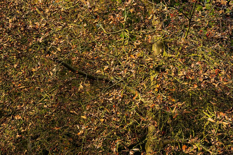 Leafy by Richard Gouw