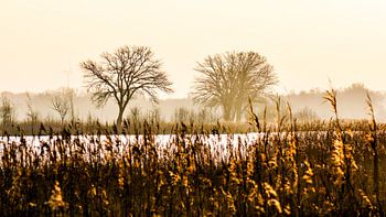 Ruhiges Leben an einem Wintermorgen
