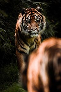 Tigre