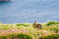 Konijn tussen de bloemen en met de blauwe oceaan op de achtergrond op Skomer eiland in Pembrokeshire van Ramon Harkema thumbnail