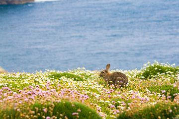 Konijn tussen de bloemen en met de blauwe oceaan op de achtergrond op Skomer eiland in Pembrokeshire van Ramon Harkema