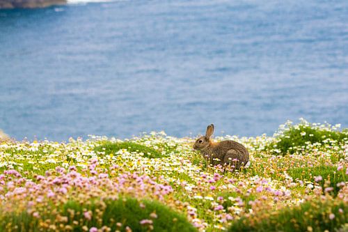 Rabbit between the flowers with the blue ocean in the background on Skomer Island in Pembrokeshire i