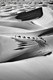 Morocco, Mhamid, sand dunes of Erg Chigaga. Camel caravan