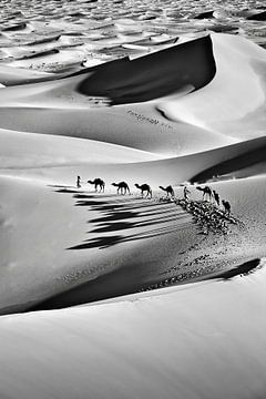 Morocco, Mhamid, sand dunes of Erg Chigaga. Camel caravan