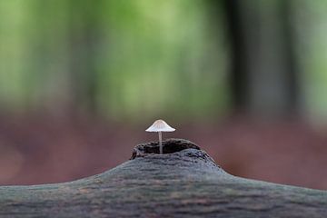 Mooi plekje in de Herfst van Pieter Poot